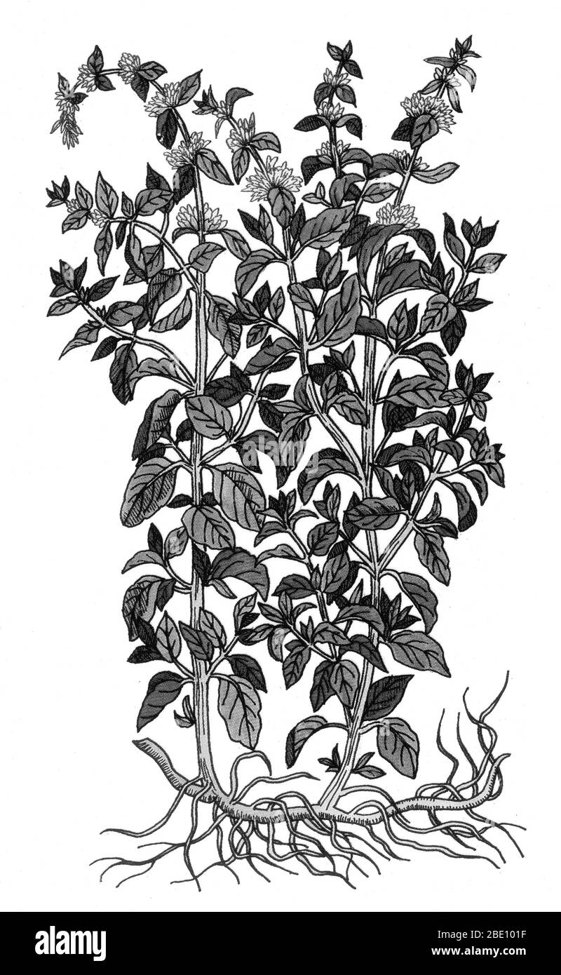 Pennyroyal bezieht sich auf zwei Pflanzen in der Minze Familie, Lamiaceae. Die europäische pennyroyal, Mentha pulegium, (auch Squaw Mint, Moskitopflanze, Pudding Grass genannt), ist eine Pflanze der Minze-Gattung, innerhalb der Familie Lamiaceae. Zerkleinerte Pennyroyal Blätter weisen einen sehr starken Duft auf, der der Spearmint ähnelt. Pennyroyal ist ein traditionelles kulinarisches Kraut, Volksmittel und abortifazient. Das ätherische Öl von pennyroyal wird in der Aromatherapie verwendet. Die Griechen integrierten pennyroyal in geheime Rituale der Initiation. Unter den Kelten wird sie mit der Großen Mutter assoziiert, und sie wird normalerweise als Venuskraut betrachtet. Stockfoto
