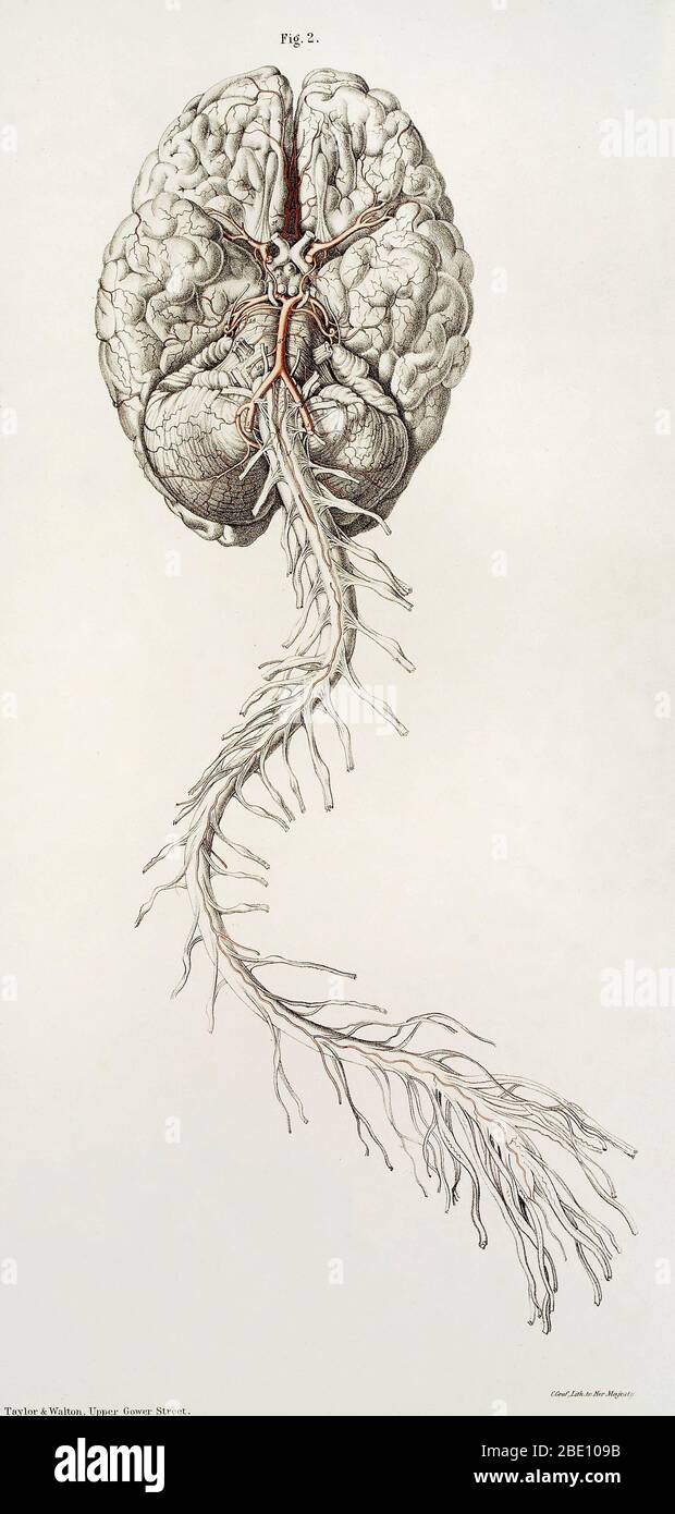Abbildung des Gehirns und Rückenmarks aus dem Körper eines erwachsenen Mannes, um die Arterien an der Basis des Gehirns und die vorderen Rückenmarksarterien zu zeigen. Farblithographie, 1844, von Joseph Maclise. Von "der Anatomie der Arterien des menschlichen Körpers und seiner Anwendungen bis hin zur Pathologie und operativen Chirurgie mit einer Reihe von lithographischen Zeichnungen", Richard Quain, veröffentlicht 1844. Stockfoto