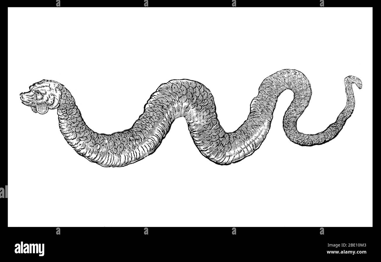 Meeresmonster sind mythische oder legendäre Kreaturen, die oft von immenser Größe angenommen werden. Meeresmonster können viele Formen annehmen, einschließlich Seedrachen, Seeschlangen oder mehrarmige Tiere. Sie können schleimig oder schuppig sein und werden oft als bedrohende Schiffe oder spuckende Wasserstrahlen dargestellt. Bild erschien in 'Ulyssis Aldrovandi Serpentum, et draconum historiæ libri Duo', 1640. Stockfoto