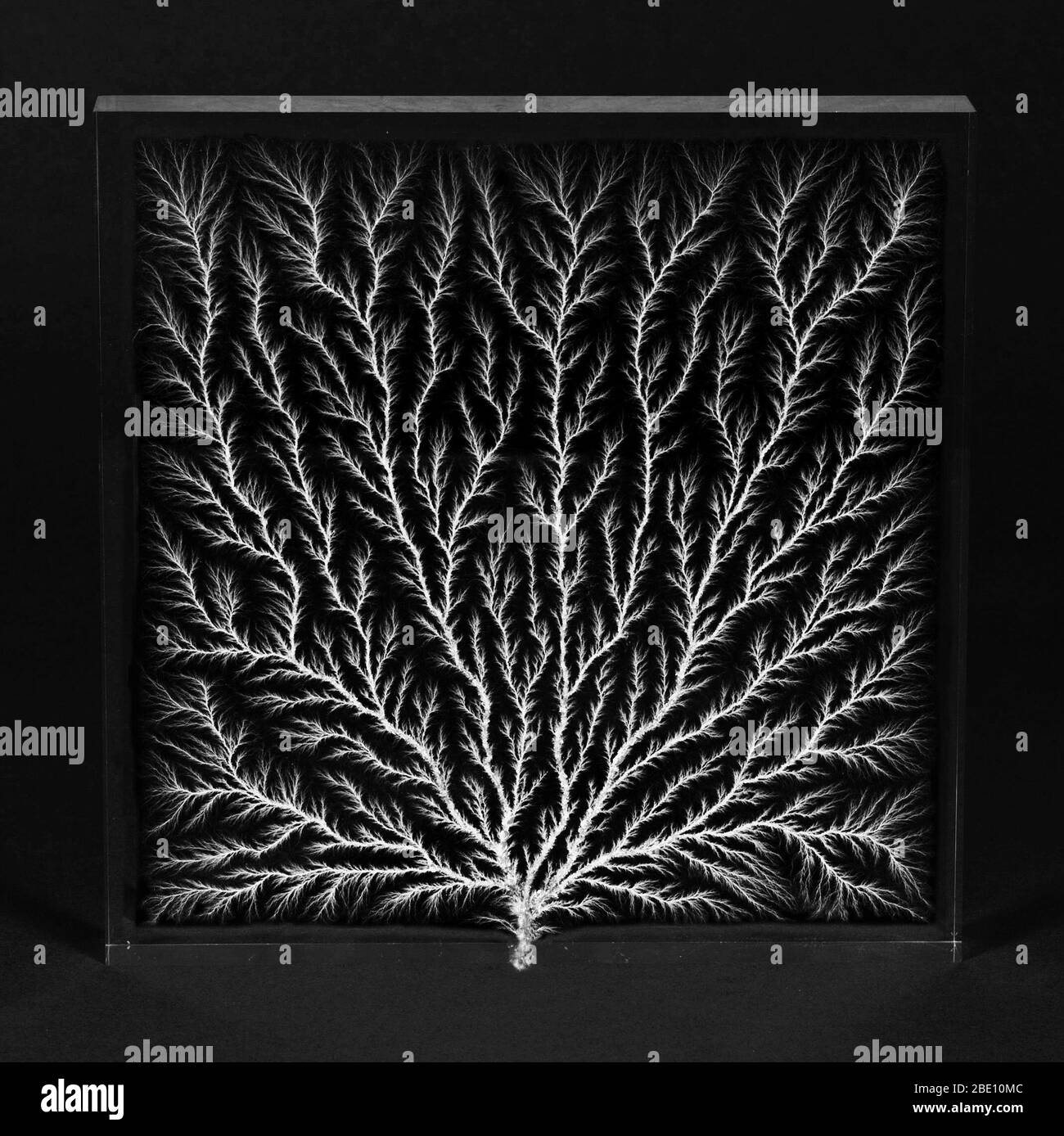 Lichtenberg-Figur, auch bekannt als Elektronenbaum, Strahlbaum oder Blitzbaum. Lichtenberg-Figuren sind verzweigte elektrische Entladungen, die auf der Oberfläche oder im Inneren eines Isoliermaterials erscheinen. Diese Figur wurde mit einem Elektronen-Linearbeschleuniger (Linac) erstellt, der einen Elektronenstrahl lieferte, der auf einen dicken Block aus Acryl gerichtet war. Die Elektronen dringen in die Oberfläche des Acryls ein und verlangsamen sich schnell, wenn sie mit Molekülen im Kunststoff kollidieren und schließlich zur Ruhe kommen. Das Muster, das die Elektronen im Acryl machen, wenn sie aus dem Block rauseilen, sieht aus wie ein Baum oder Farn Stockfoto