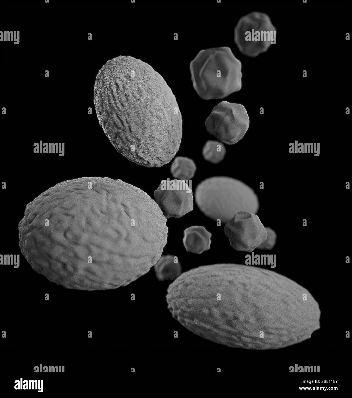 Bakterien (Chlamydia psittaci), 3D-Modell Stockfoto