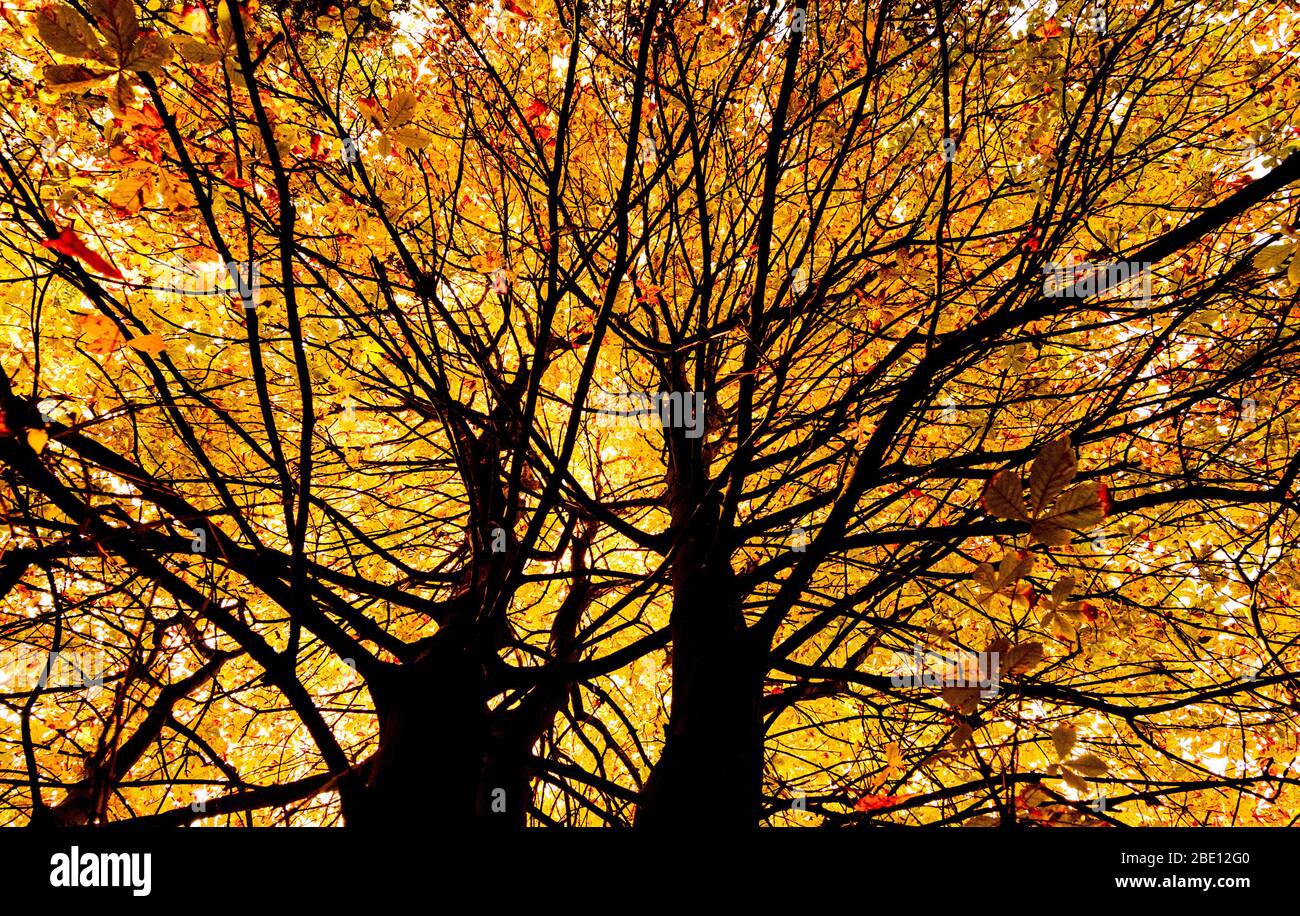 Baumkrone im Herbst mit goldenen Herbstblättern Stockfoto