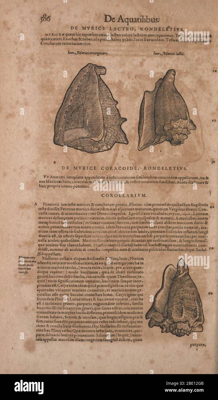 Historia animalium ('Geschichte der Tiere'), erschienen 1551–1558 und 1587, von Conrad Gessner. Stockfoto