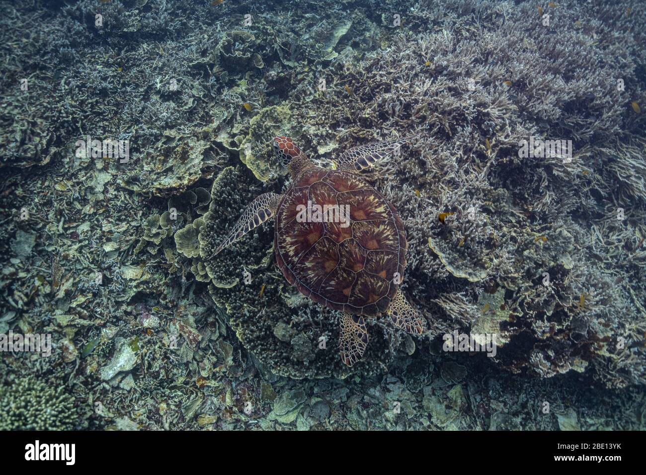 Overhead-Aufnahme einer grünen Meeresschildkröte, die anmutig über den Korallen schwimmend. Stockfoto