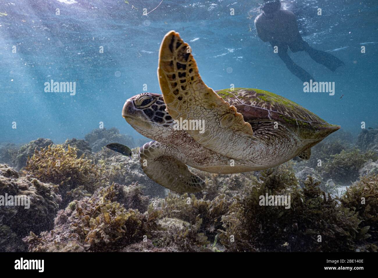Eine grüne Meeresschildkröte schwimmt am Korallenriff entlang, während ein Tourist von hinten genau beobachtet. Stockfoto