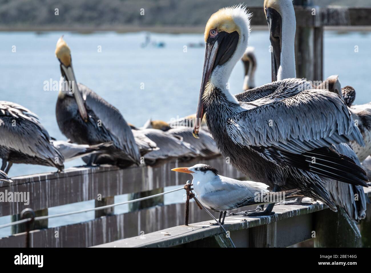 Braune Pelikane und eine königliche Seeschwalbe entlang der Stege im GTM Research Reserve in Ponte Vedra Beach, Florida in der Nähe von St. Augustine. Stockfoto