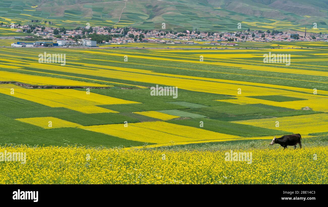 Weite Felder mit Rapsblüten blühen mit einem ländlichen Dorf im Hintergrund Stockfoto