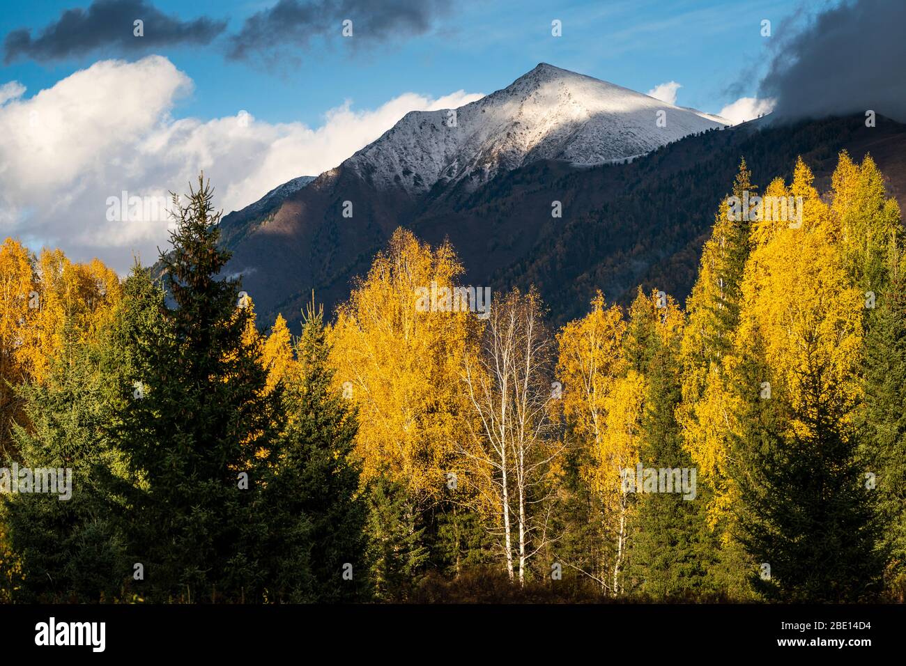 Farbenfrohe Herbstfärbung im schneebedeckten Altay-Berg in Xinjiang, China Stockfoto