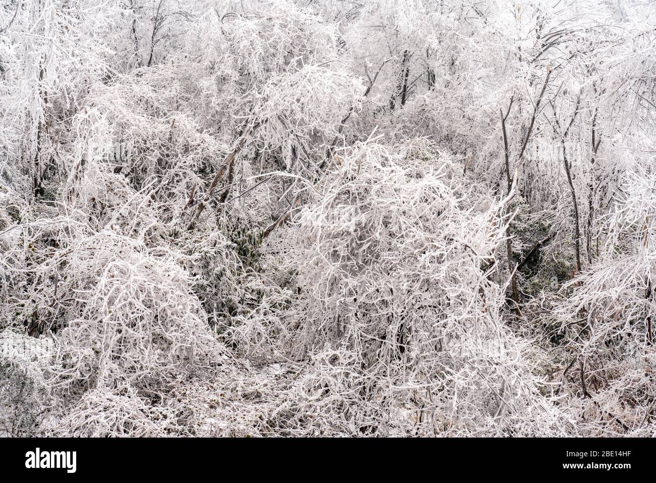 Bäume mit dichtem weißem Eis, Schnee, Frost und harten Rimen bedeckt. Stockfoto
