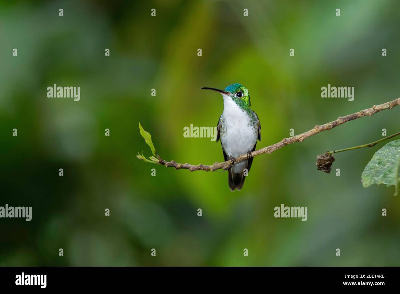 Andensmaragd Amazilia franciae Tandayapa, Ecuador 5. Dezember 2019 Erwachsene Trochilidae Stockfoto