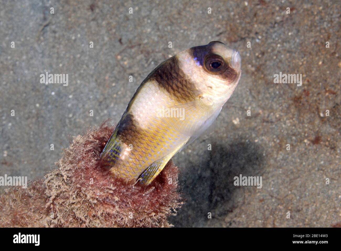 Schwarz gebänderter Demoiselle, Amblypomacentrus breviceps. Der Fisch hat sich in einer weggeworfenen Flasche zu Hause gemacht. Pemuteran, Bali, Indonesien. Bali-See, Stockfoto