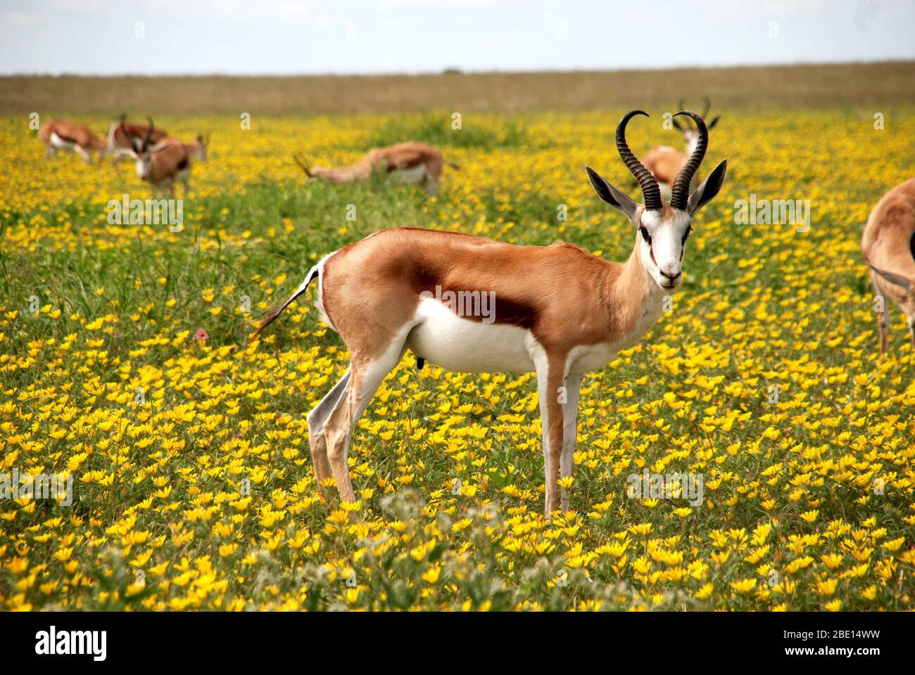 Die schönsten Tiere Antilopen blühen im glücklichen Modus. Stockfoto
