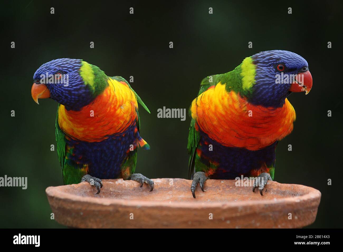 Die schönsten blauen gree Papagei und Vogelschnabel Vogel sitzende Ruhe-Modus. Stockfoto