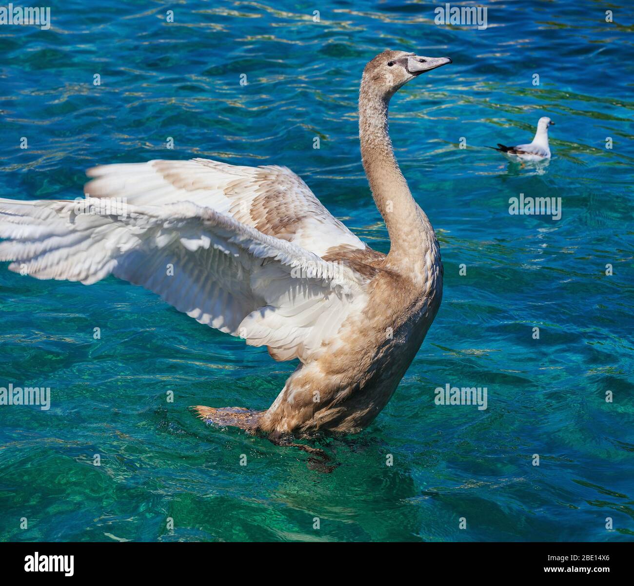 Der schönste braune und weiße Vogel streckt seine Flügel im Wasser im glücklichen Modus Stockfoto