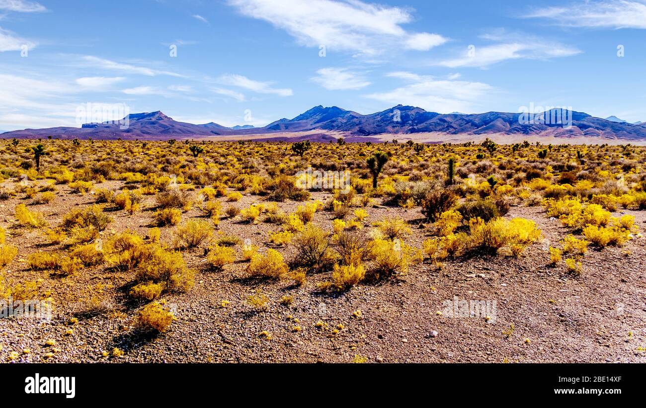 Die halbwüstenartige Landschaft entlang des Great Basin Highway, Nevada SR 95, zwischen Panaca und Area 51 in Nevada, USA Stockfoto