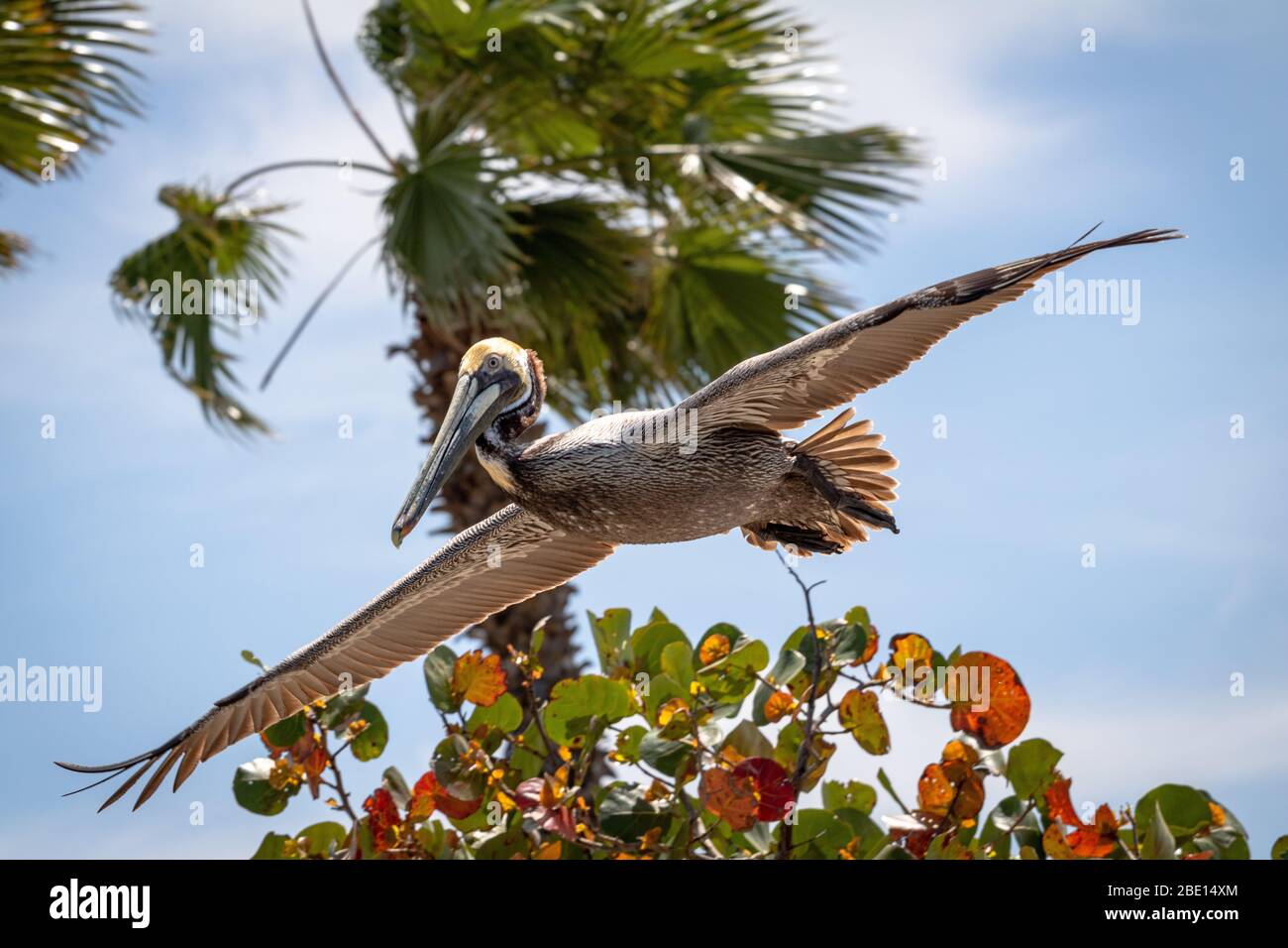SCHÖNSTES FOTO VON Amerikanisch-BRAUNEM PELIKAN, DER ÜBER EINEM BAUM GLEITET sehr schöner Pelikan Stockfoto