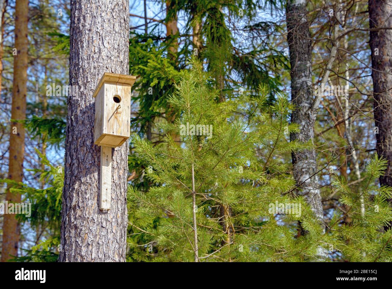 An einem sonnigen Tag hängt ein hausgemachtes Vogelhaus von einem Baum in einem Nadelwald. Stockfoto