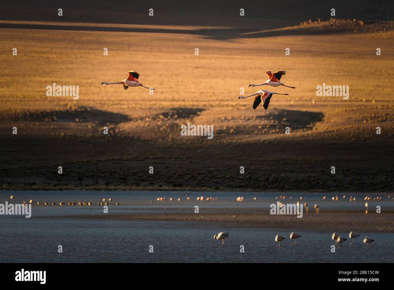 Drei rosa Flamingos fliegen über ihren Lebensraum Laguna Colorada Stockfoto