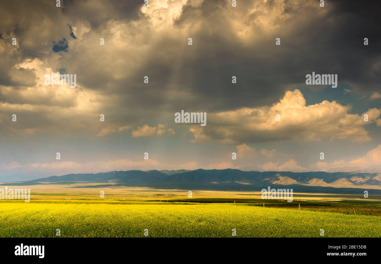 Sonnenstrahlen, die auf dem Feld blühender gelber Rapsblüten leuchten Stockfoto