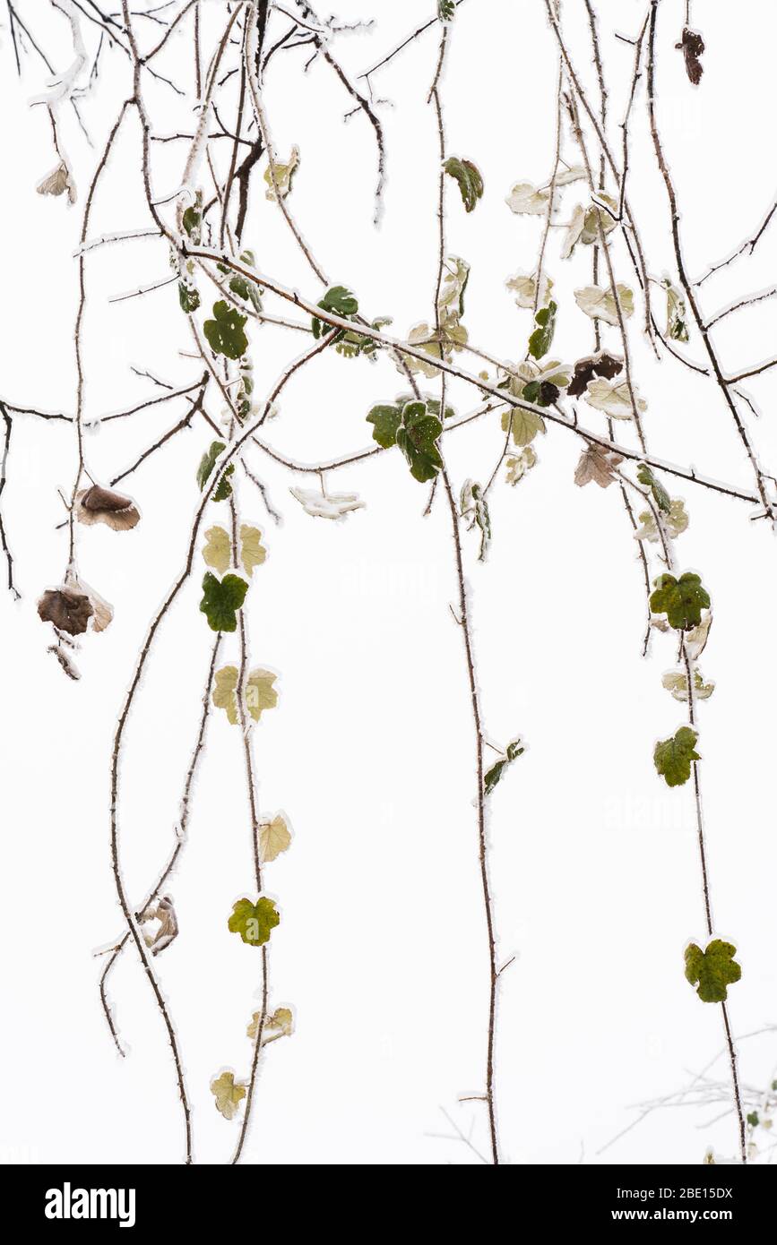 Gefrorene Äste und Blätter im weißen Hintergrund Stockfoto