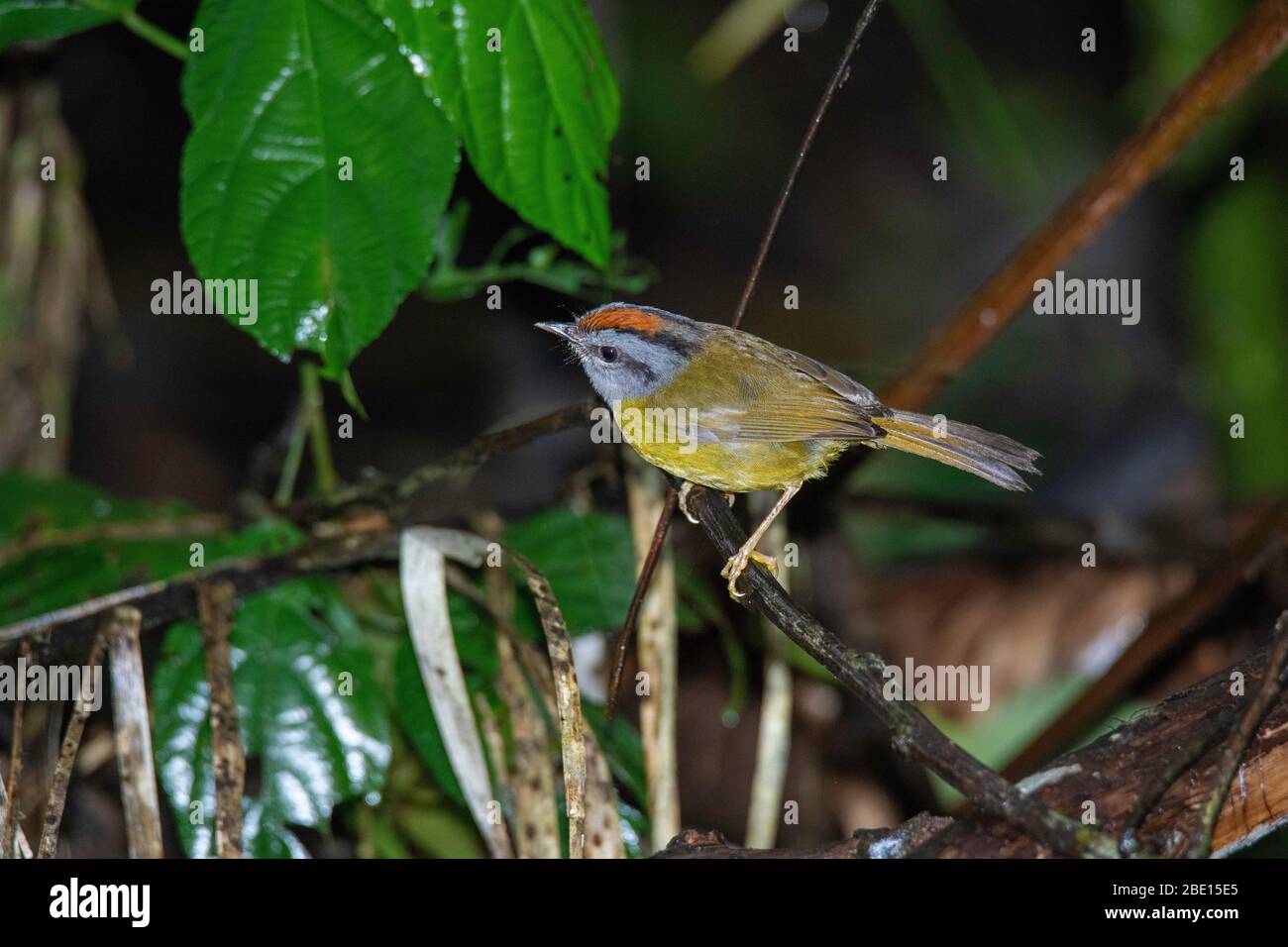 Rotkronenwalder Myiothlypis coronata Tandayapa, Ecuador 5. Dezember 2019 Parulidae für Erwachsene Stockfoto