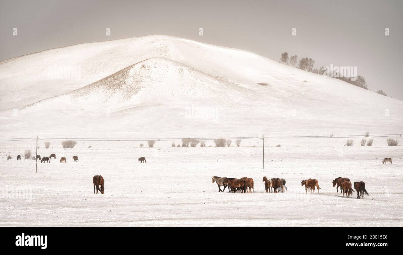 Herde von Pferden in den kalten gefrorenen Schneefeldern unter dem Berg Stockfoto