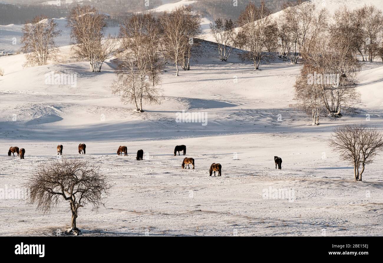 Herde von Pferden in den kalten gefrorenen Schneefeldern Stockfoto