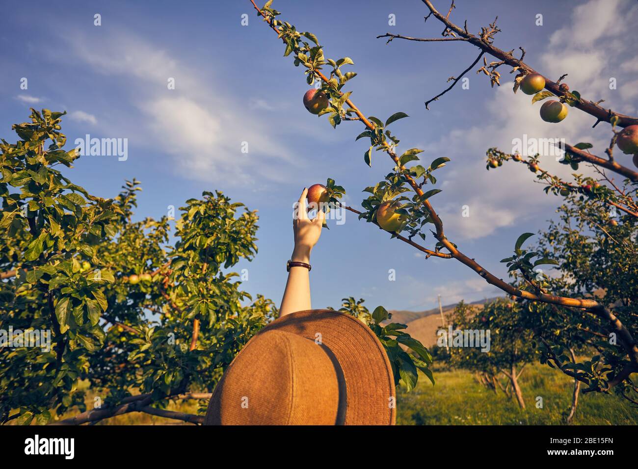 Frau mit Hut piking roter Apfel im Garten bei Sonnenuntergang Stockfoto