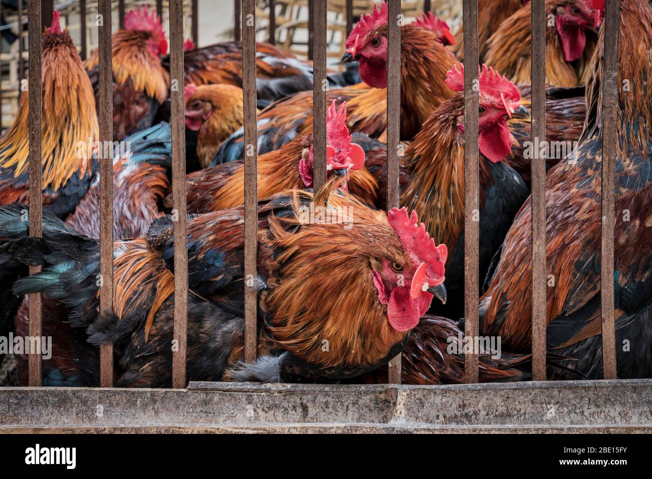 Huhn in einem überfüllten rostigen Käfig auf dem Markt Stockfoto