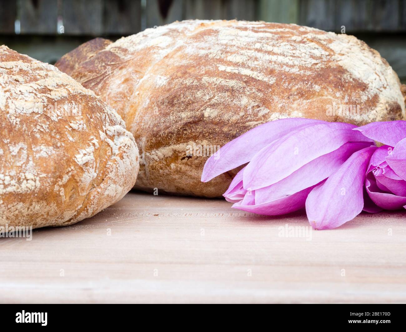 Zwei runde französische Boule-Brote mit Magnolienblüten Stockfoto