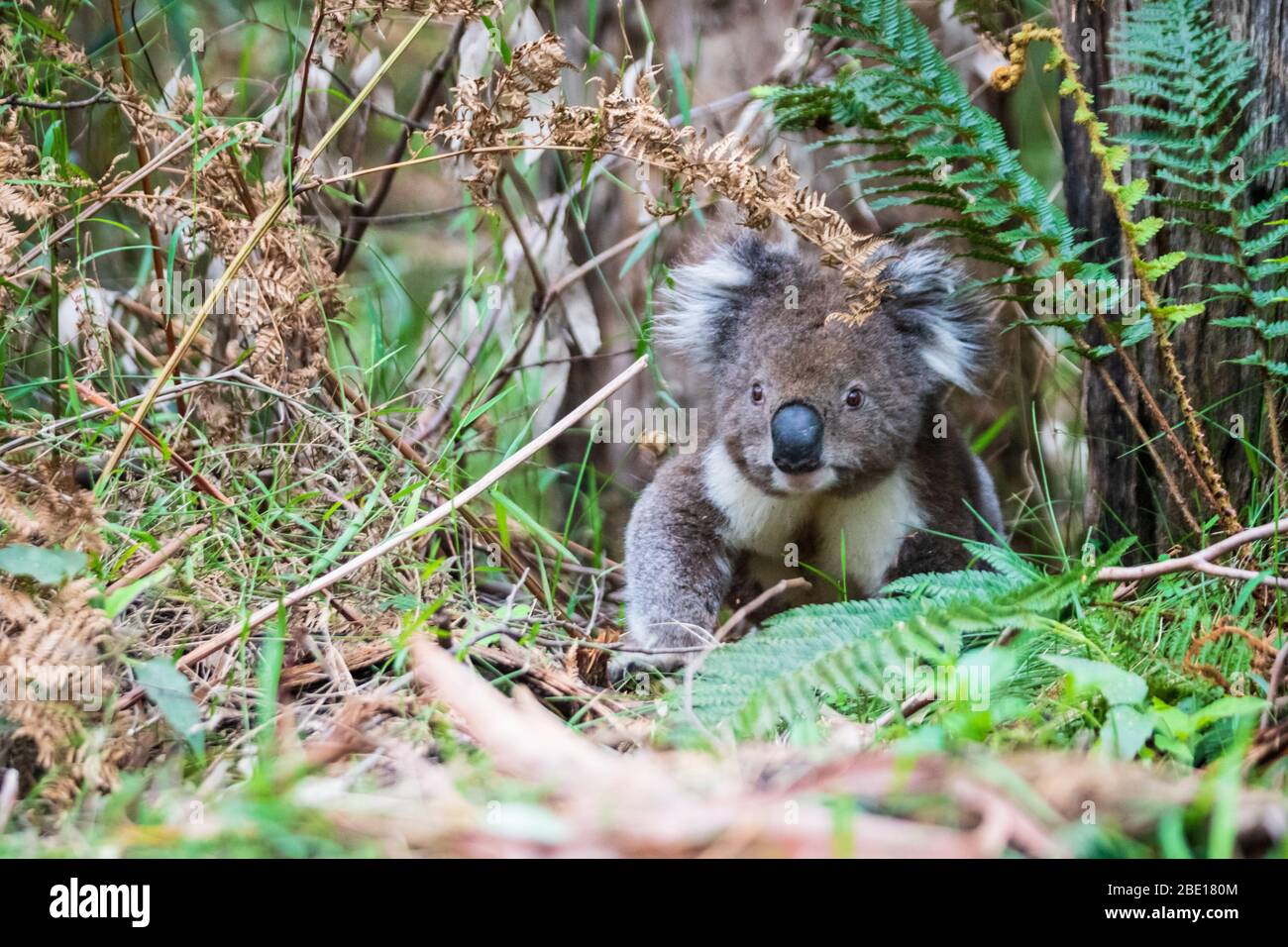 Wild Koala auf dem Boden, Great Otway National Park, Australien Stockfoto