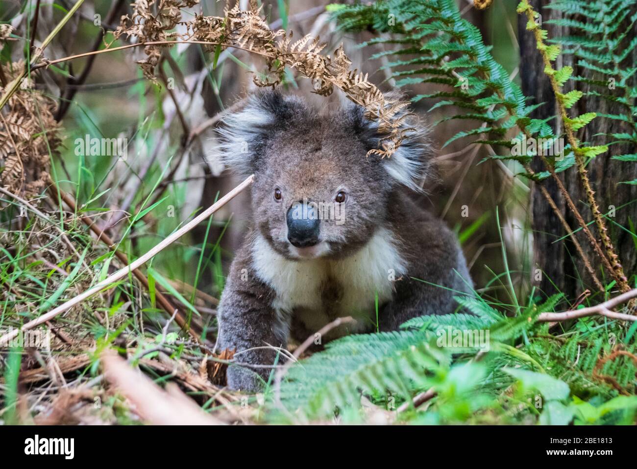 Wild Koala auf dem Boden, Great Otway National Park, Australien Stockfoto