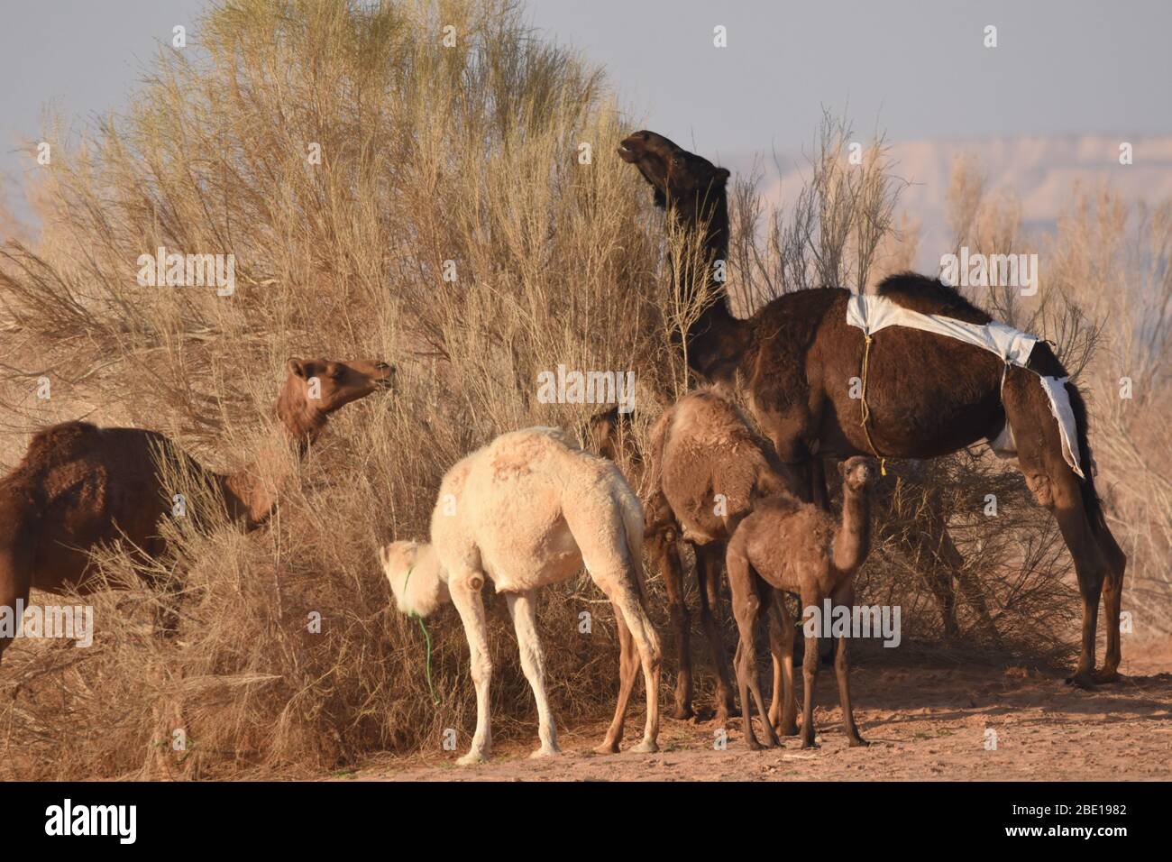 Kamele in der jordanischen Wüste, auf der Suche nach Nahrung. Herde weiden und züchten. Stockfoto