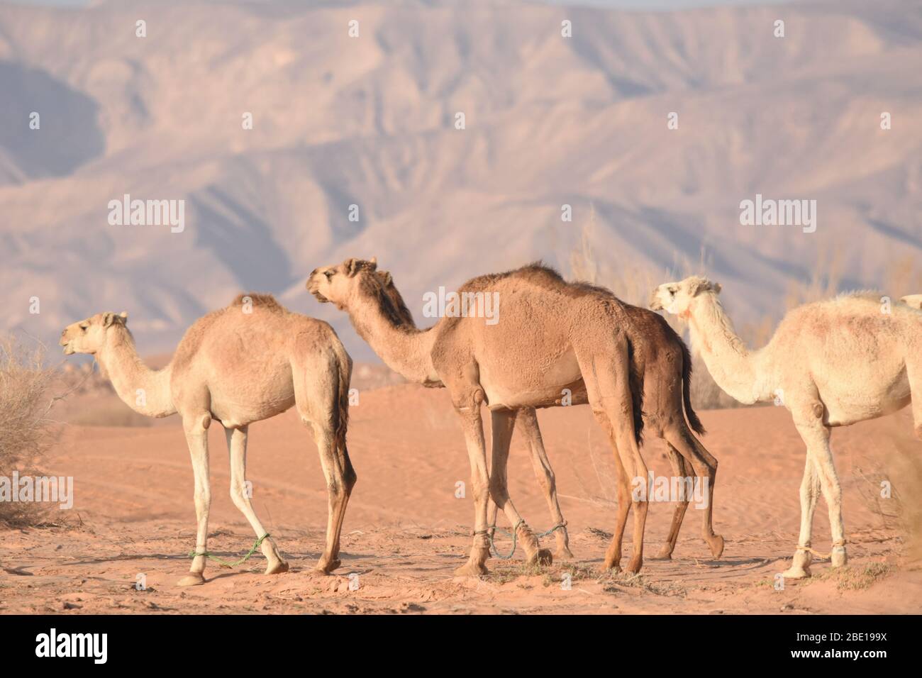 Kamele in der jordanischen Wüste, auf der Suche nach Nahrung. Herde weiden und züchten. Stockfoto