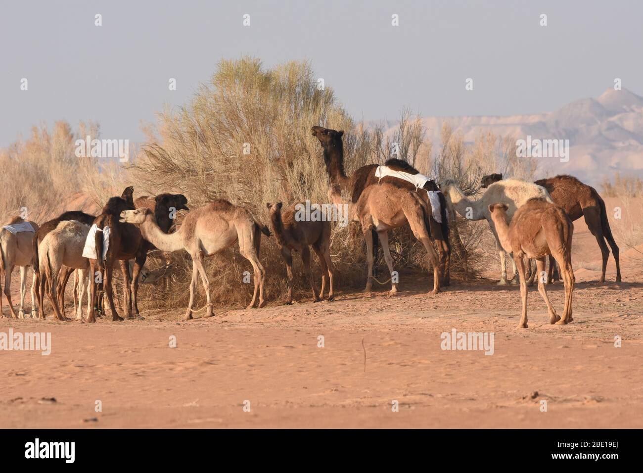 Kamele in der jordanischen Wüste, auf der Suche nach Nahrung. Herde weiden und züchten. Stockfoto