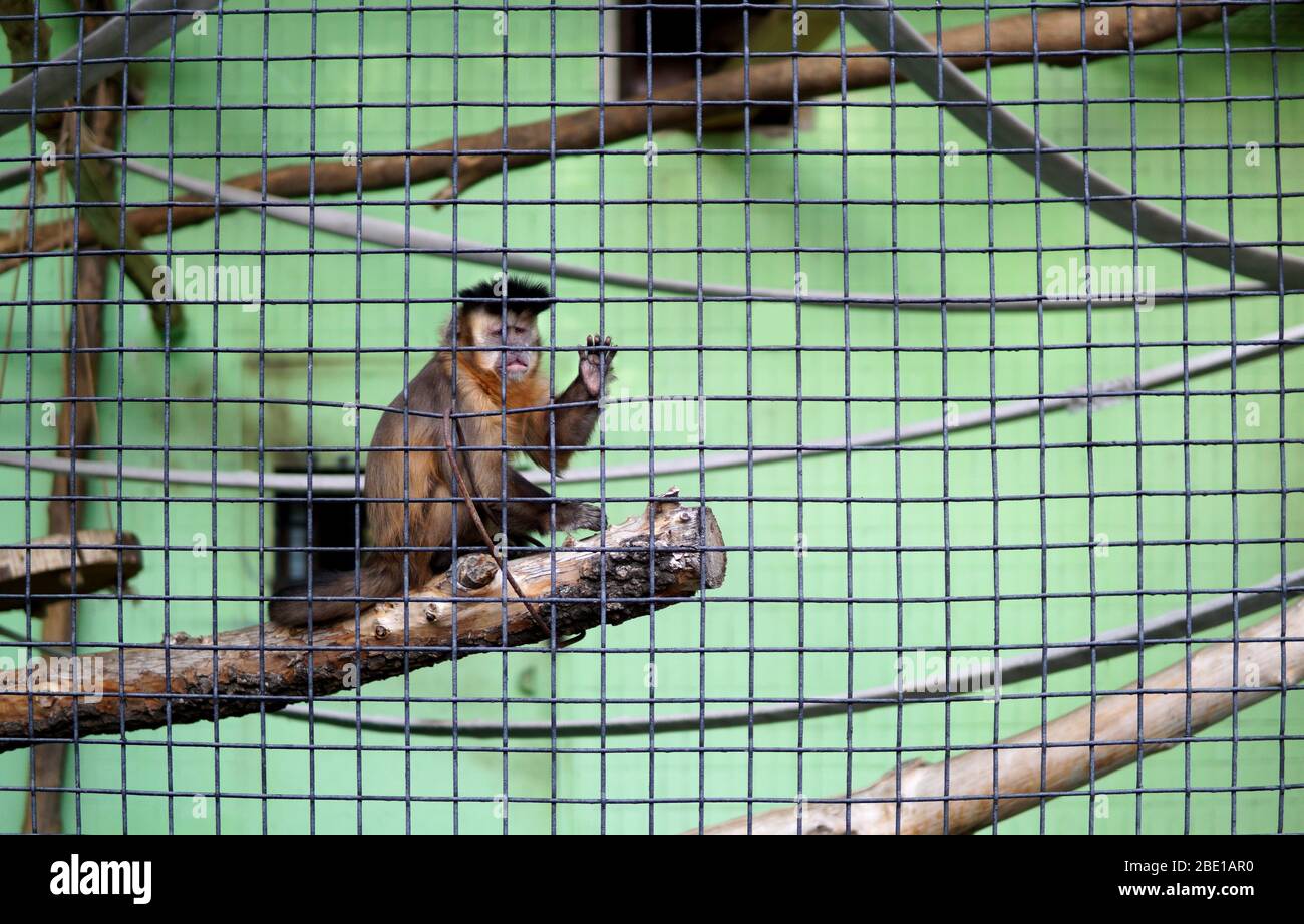 Brauner Kapuzineraffen im Koffer, der Hi-Five gibt. Sapajus nigritus posiert hinter den Bars Stockfoto