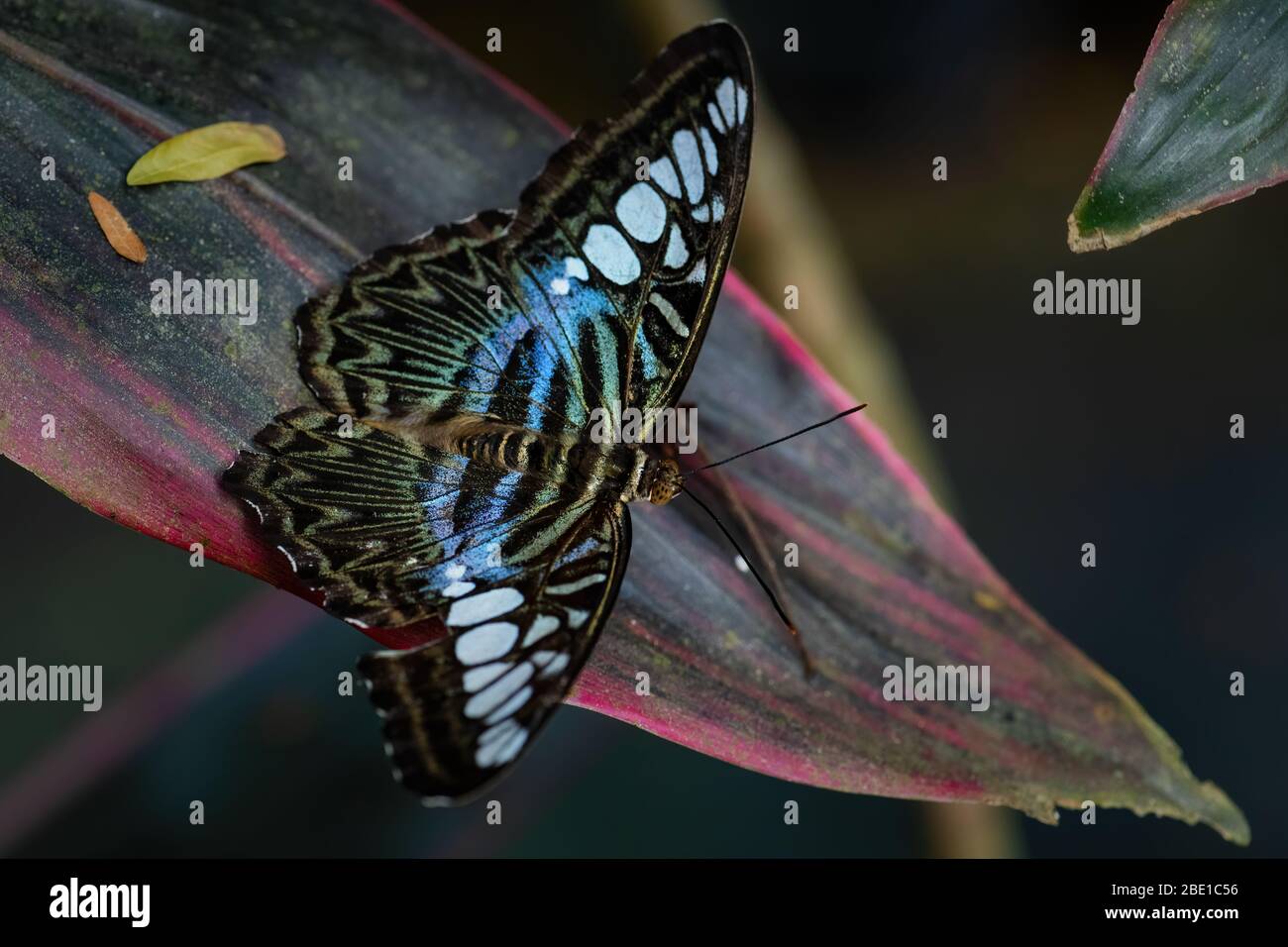 Clipper Schmetterling - Parthenos sylvia, schöne bunte butterlich aus asiatischen Büschen und Wäldern, Malaysia. Stockfoto