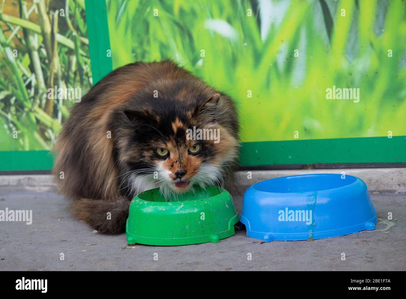 Wütende obdachlose Katze isst von einem Teller auf der Straße Stockfoto