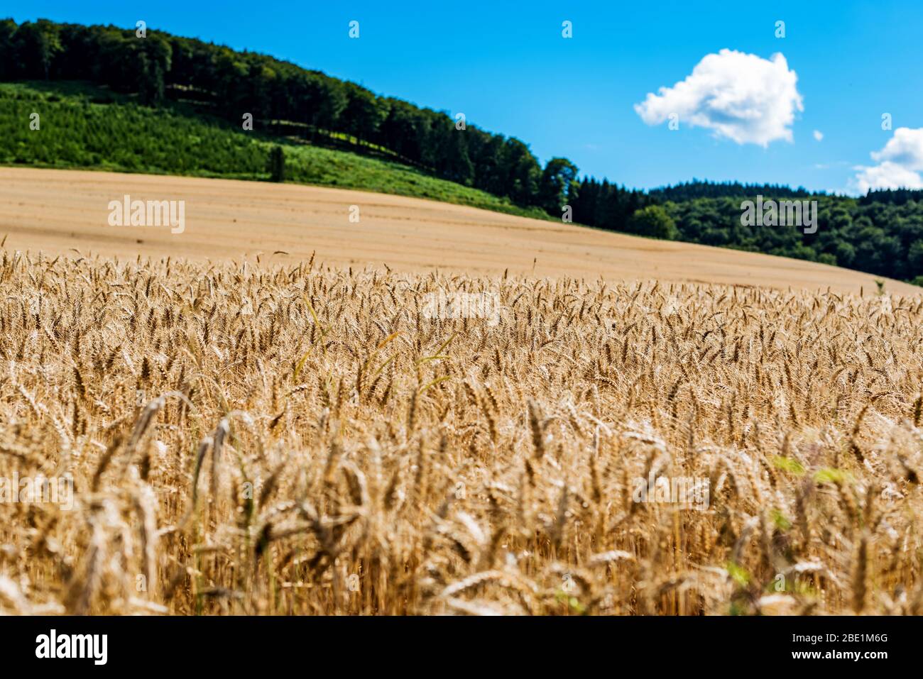 Reifes Getreidefeld mit Wald im Sauerland Stockfoto