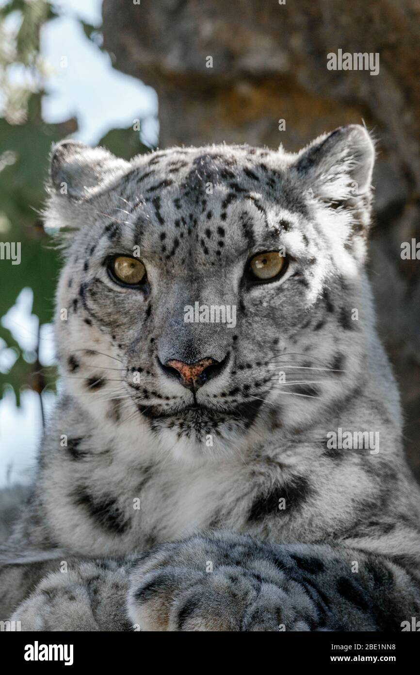 Nahaufnahme des Schneeleoparden-Kopfes Stockfoto