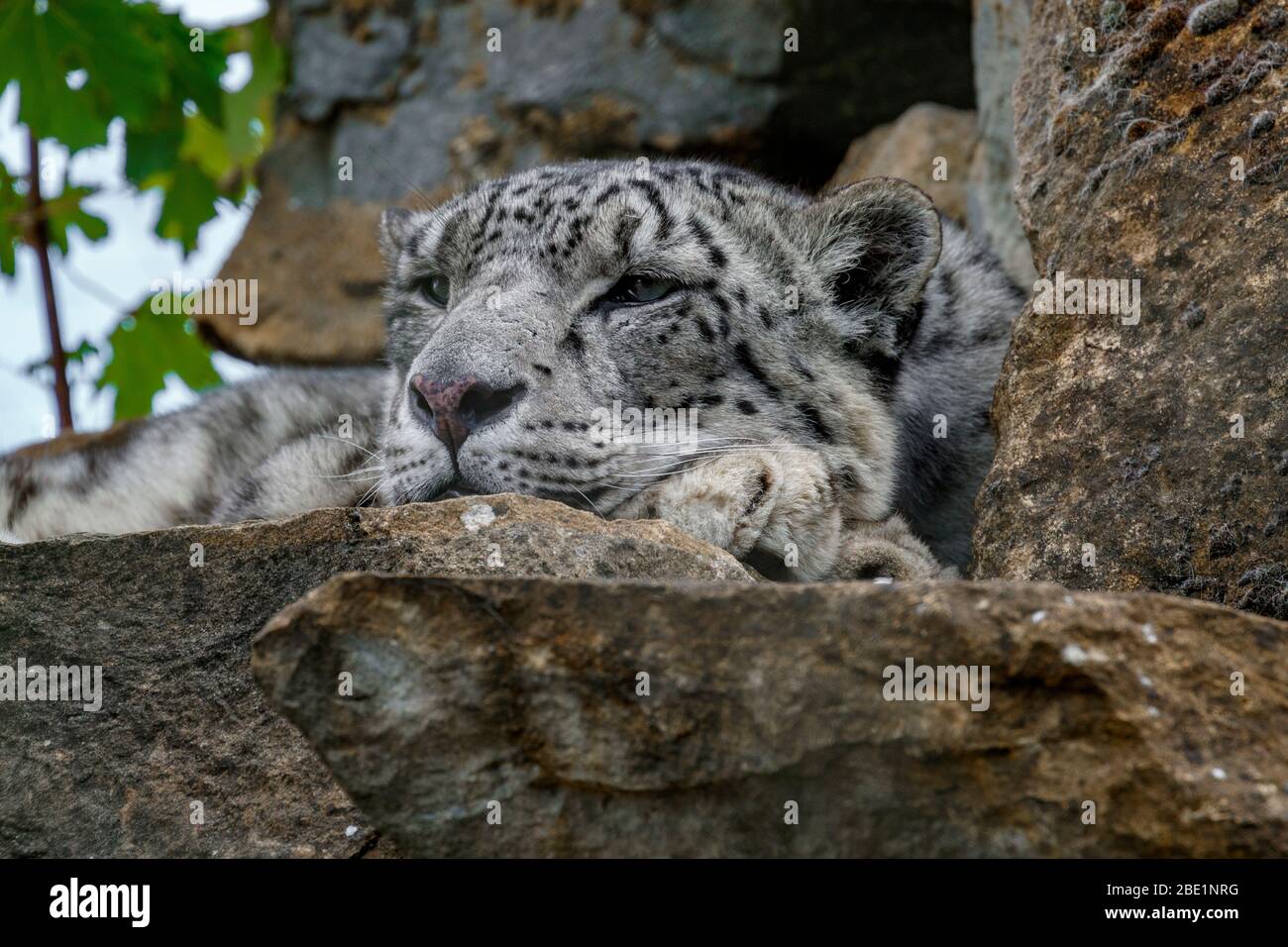 Nahaufnahme des Schneeleoparden-Kopfes Stockfoto
