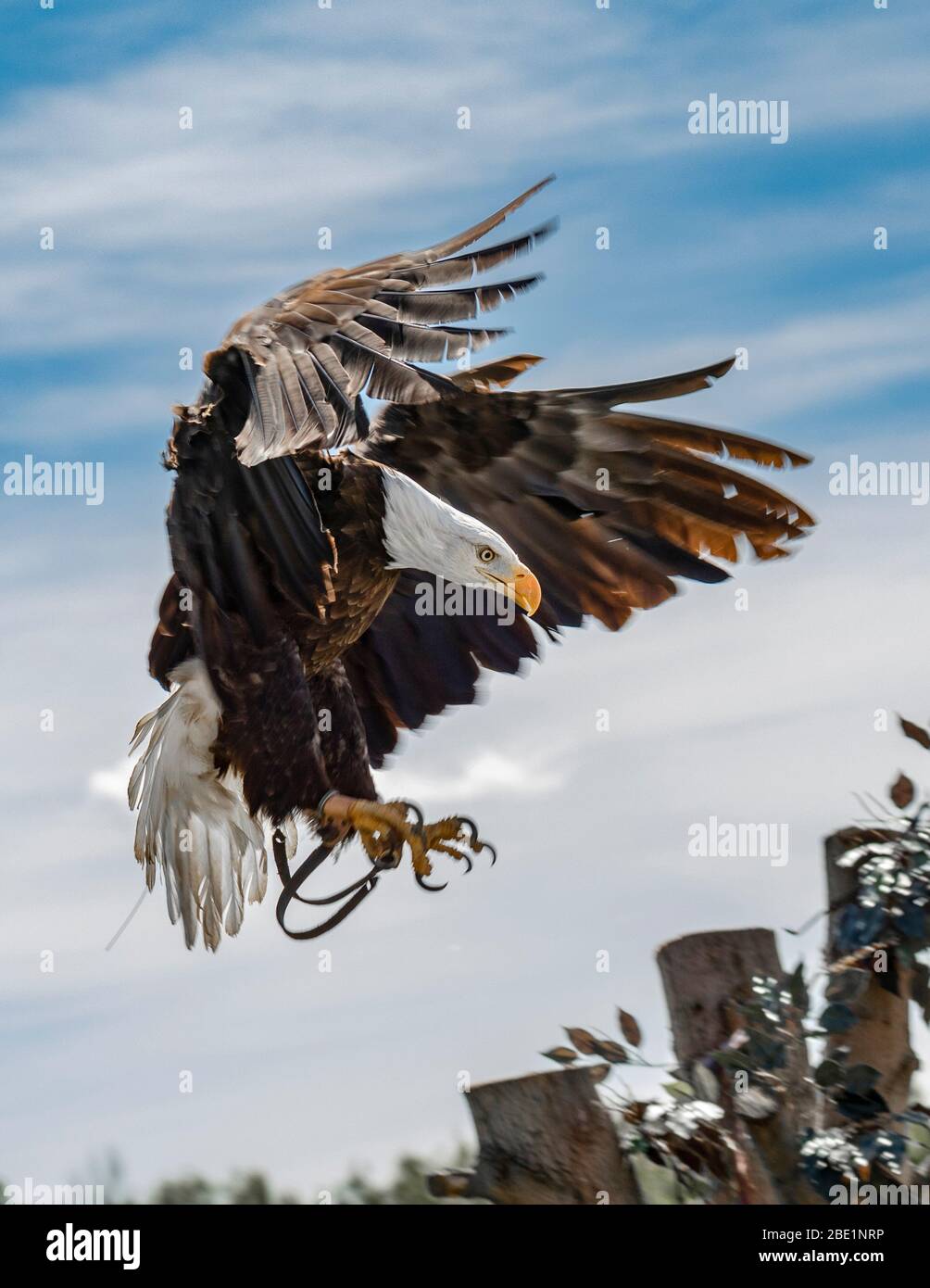 Bald Eagle kommt an Land Stockfoto