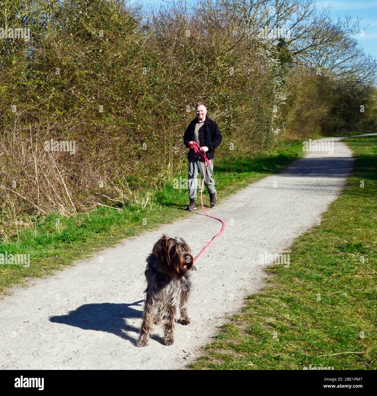 Mann, der seinen Hund entlang des Phoenix Trail führt, von Princes Risborough in Buckinghamshire nach Thame in Oxfordshire, Großbritannien. Chilterns. Stockfoto