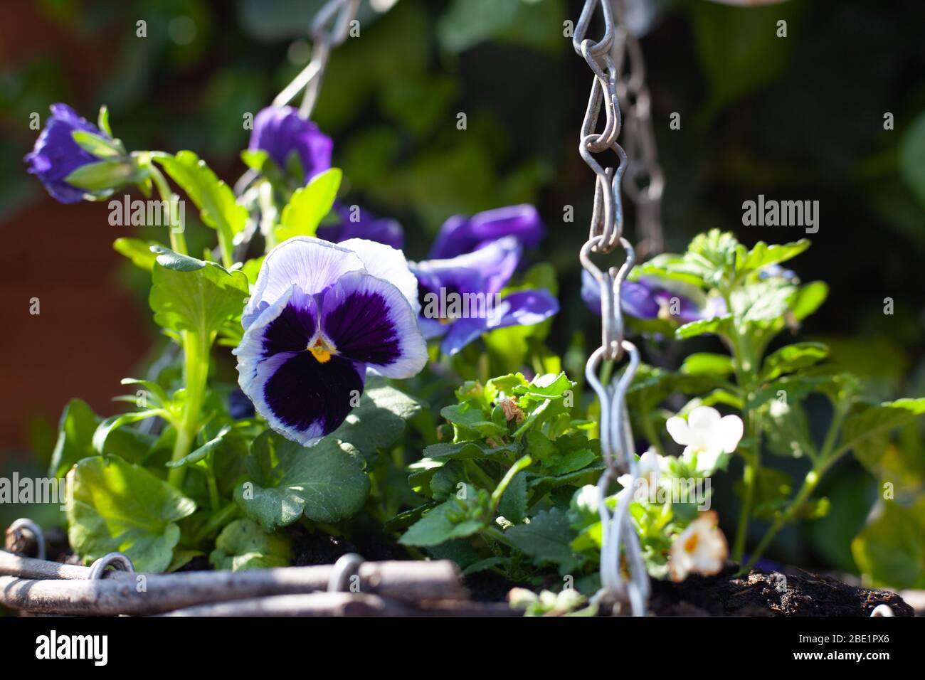 Gartenarbeit während der Lockdown - Frühling & Sommer blühende Stiefmütterchen in hängenden Körben Stockfoto