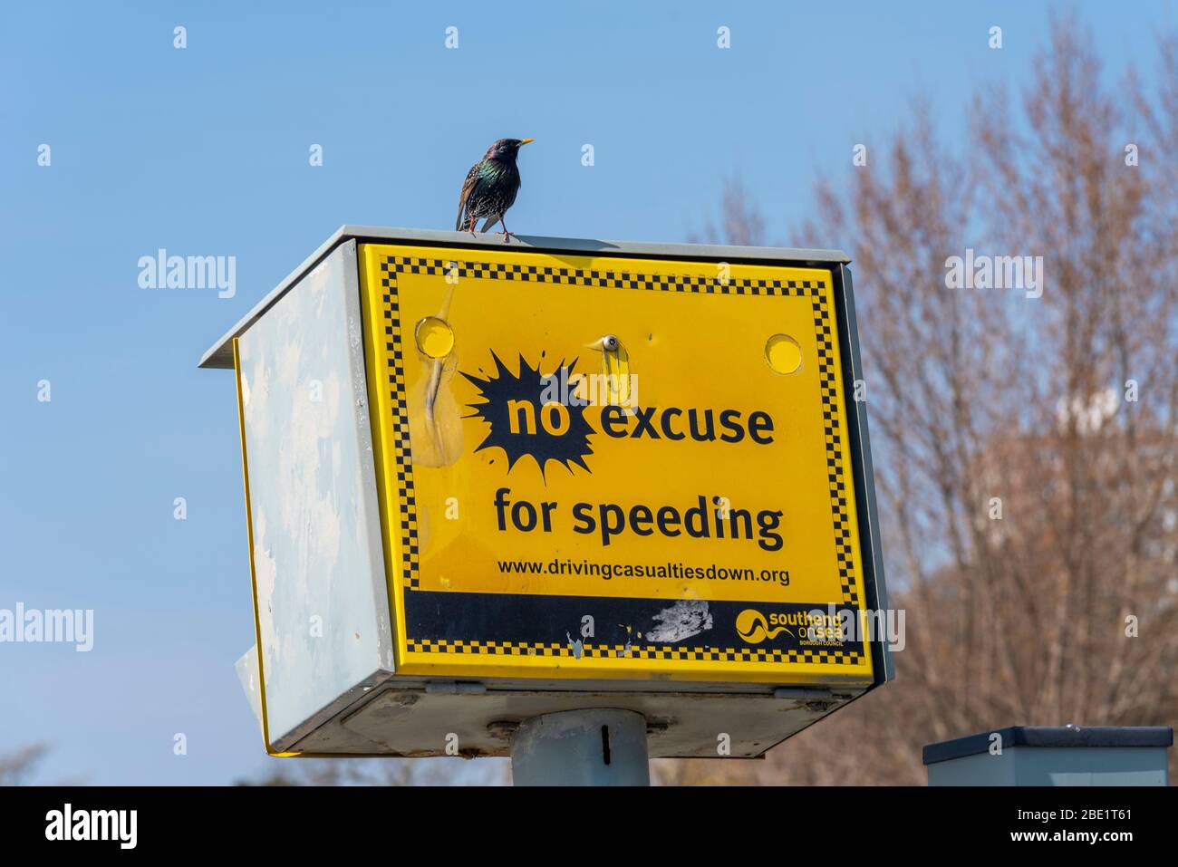 Gewöhnlicher Starling auf Radarkamera auf der Western Esplanade, Southend on Sea, Essex, Großbritannien. Hellgelbe Kamera zur Verkehrsdurchführung. Keine Entschuldigung für die Beschleunigung Stockfoto