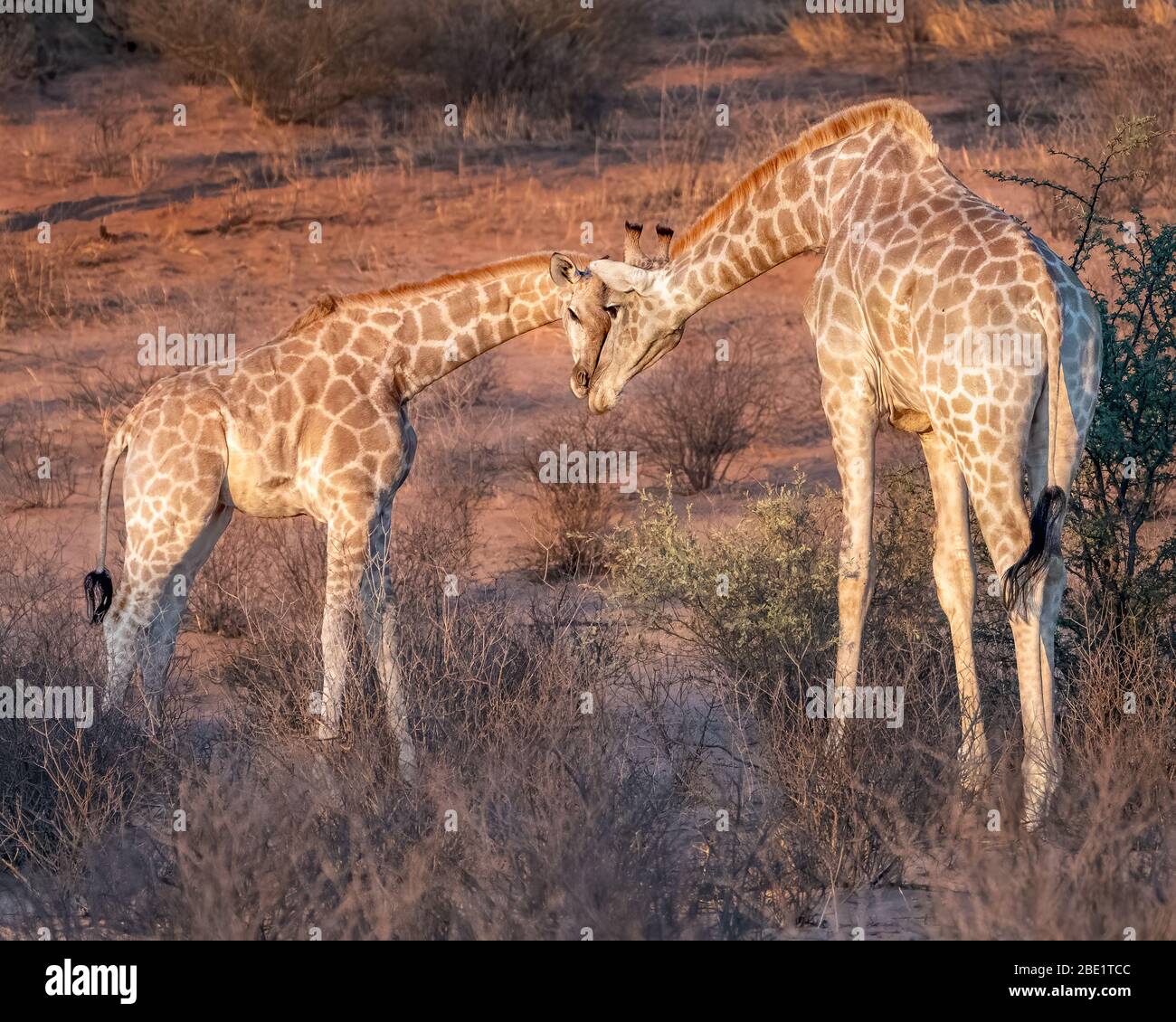 Mutter und Baby Giraffe stehen Kopf an Kopf Stockfoto