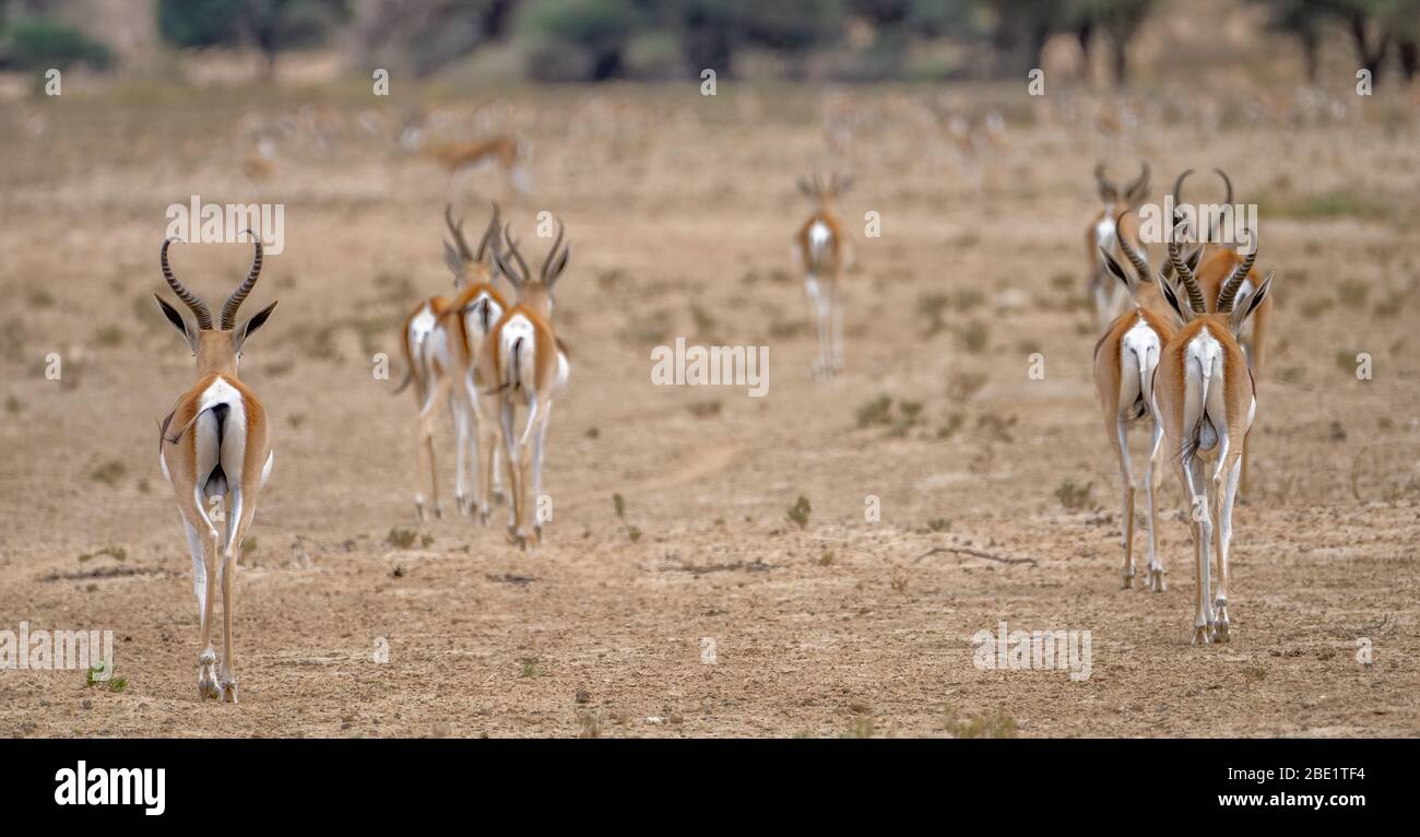 Springboks, die von der Kamera weglaufen Stockfoto