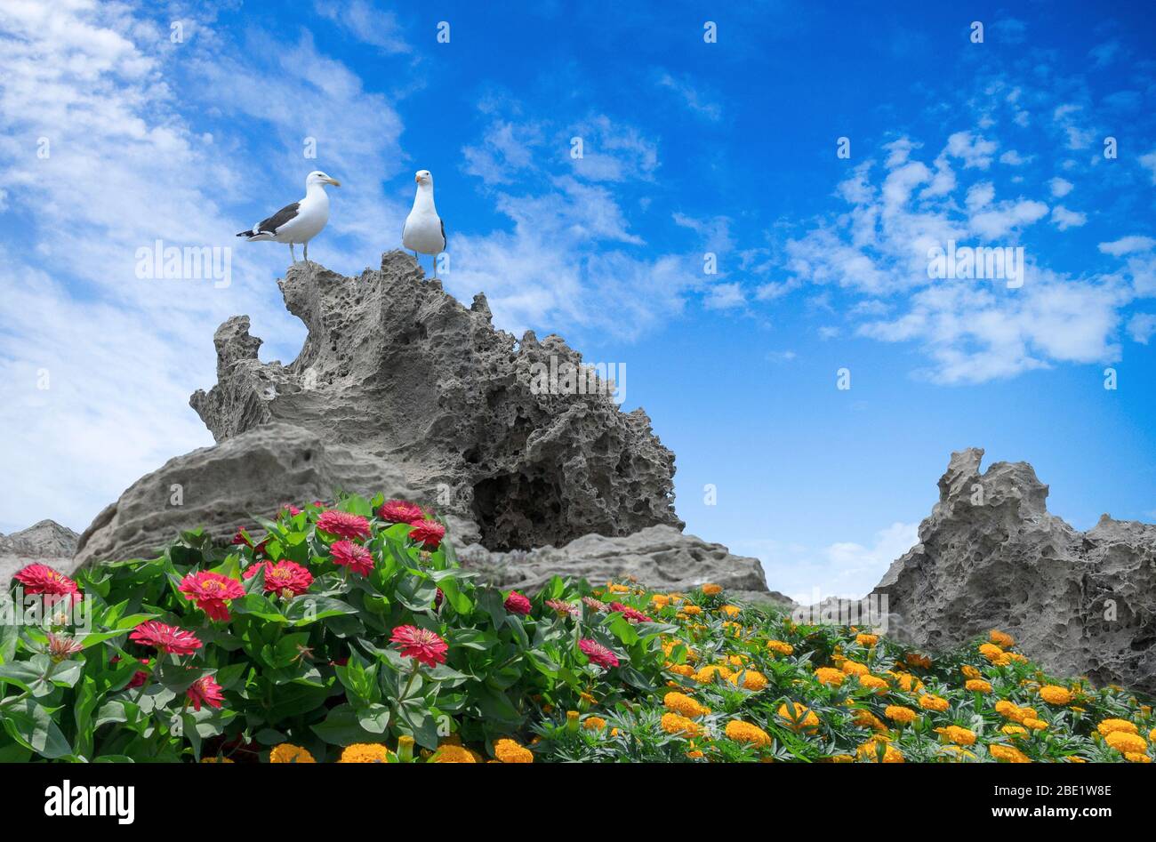 Zwei Möwen auf erhöhten Felsen mit bunten Fynbos im Vordergrund zusammengesetztes Bild thront. Stockfoto