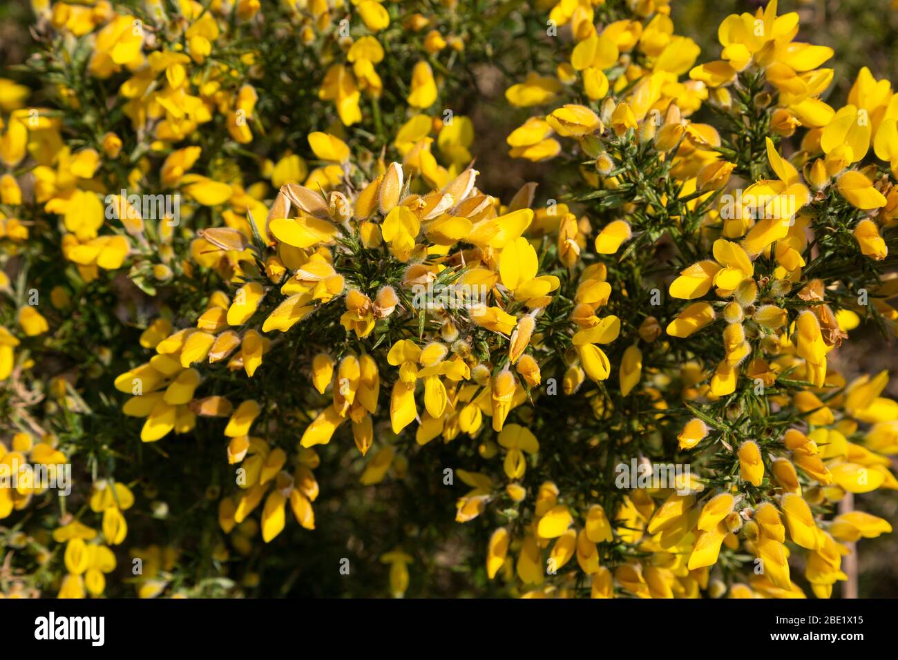 Gewöhnlicher Gorse-Busch Stockfoto