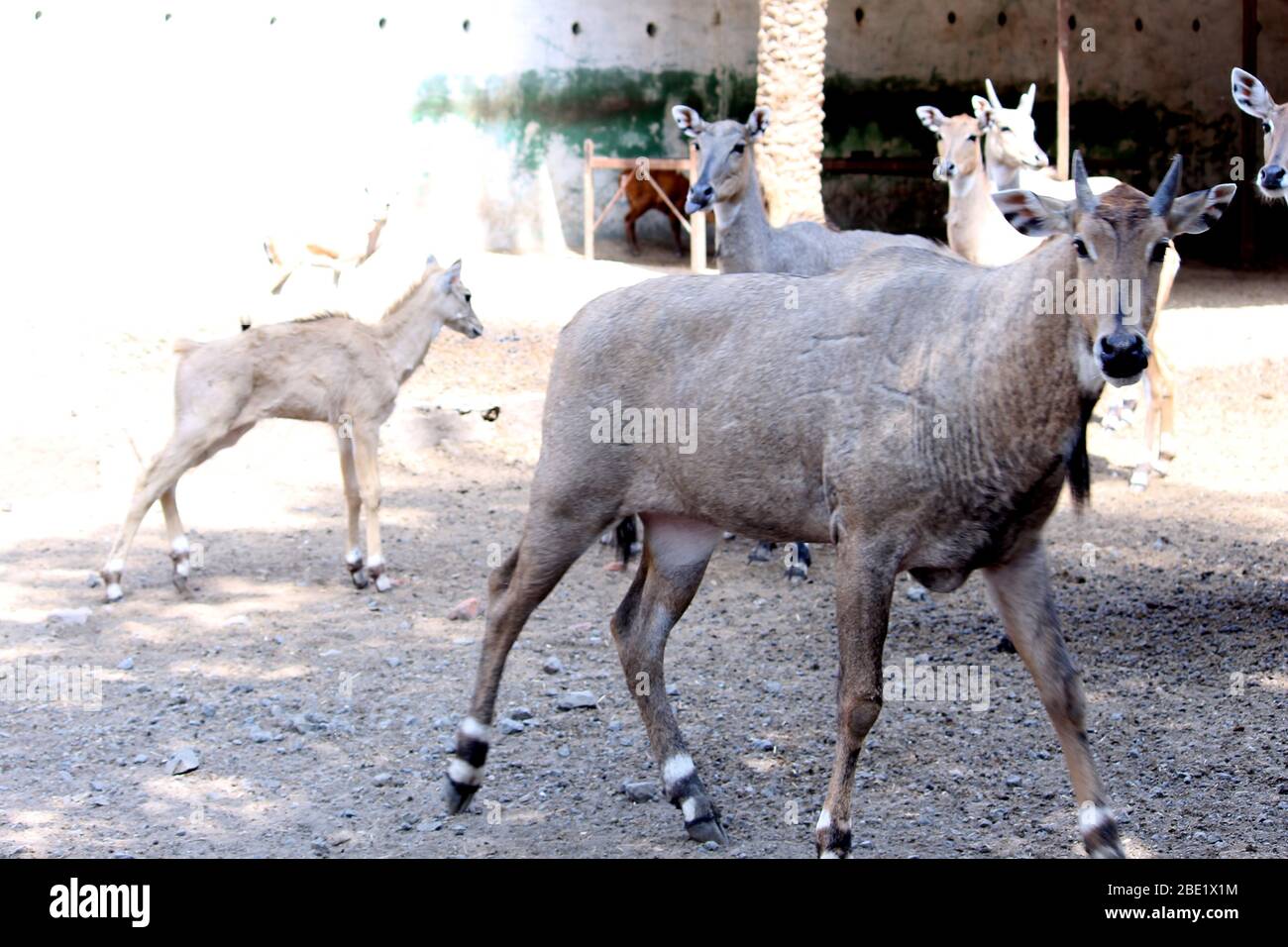 Chinkara oder indische Gazelle im Nationalpark, selektiver Fokus mit unscharfen Hintergrund. Stockfoto
